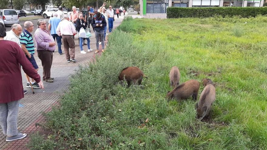 Numerosos vecinos viendo a los jabatos en Raíces