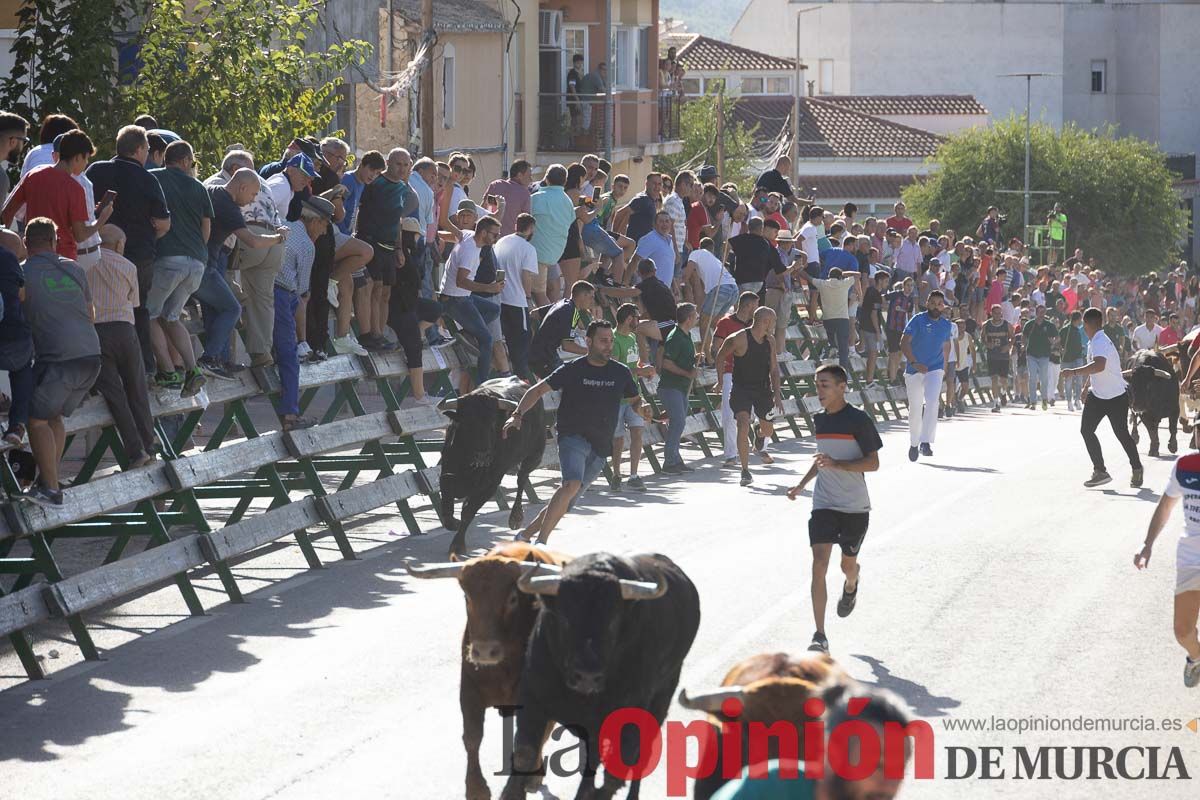 Sexto encierro de la Feria del Arroz de Calasparra