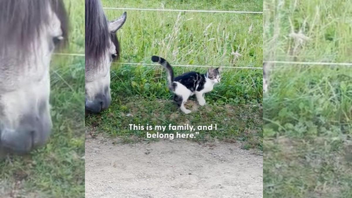 Amistad entre el caballo y el gato
