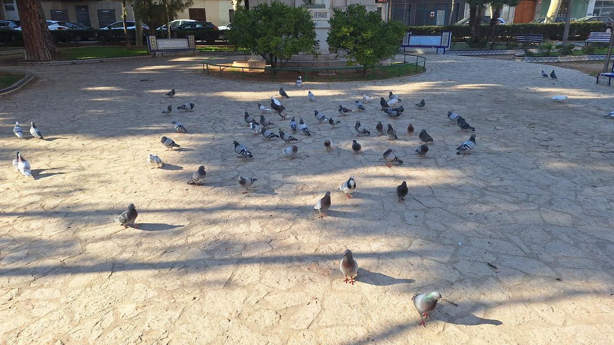 Fotogalería I Las palomas y tórtolas 'toman' el emblemático jardín de Sant Pasqual de Vila-real