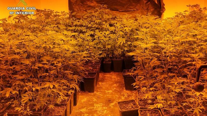 La plantación de marihuana hallada en una vivienda de Parcent