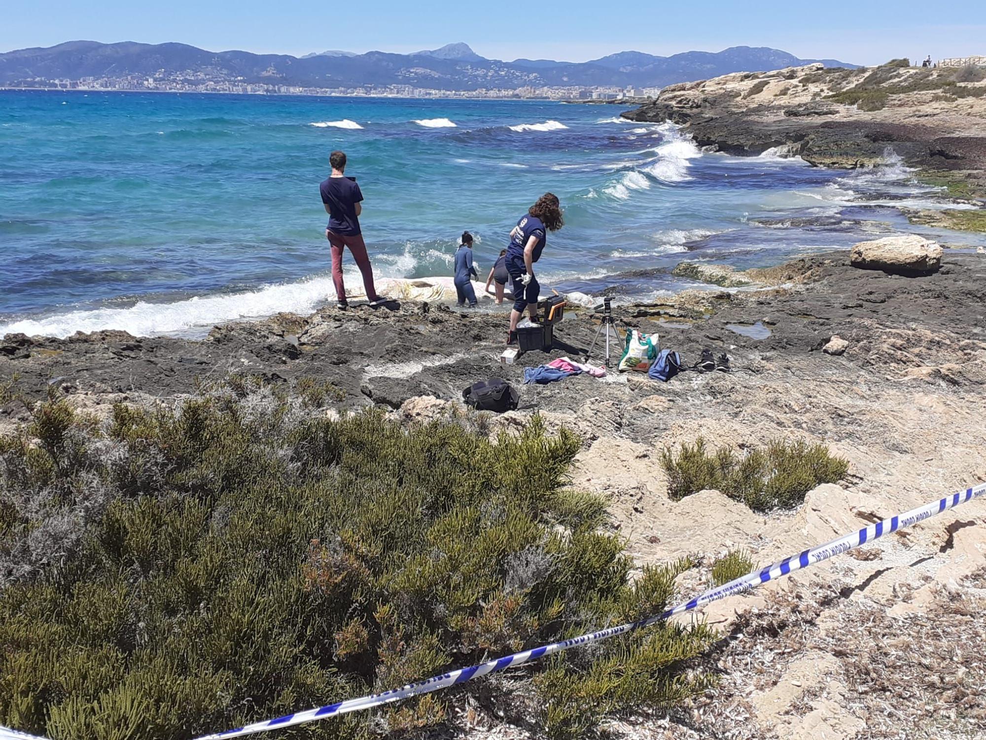 Aparece otro cachalote muerto, esta vez en la Bahía de Palma