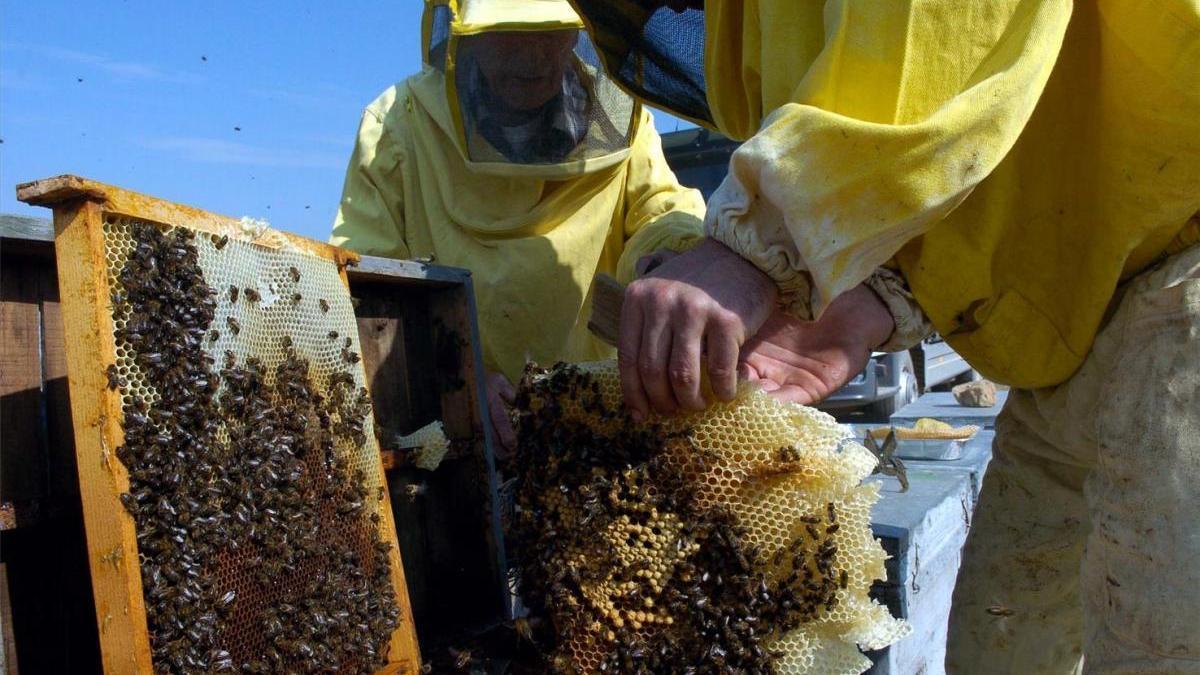 Un proyecto de la UCO sobre el fraude en la miel, finalista de un concurso internacional