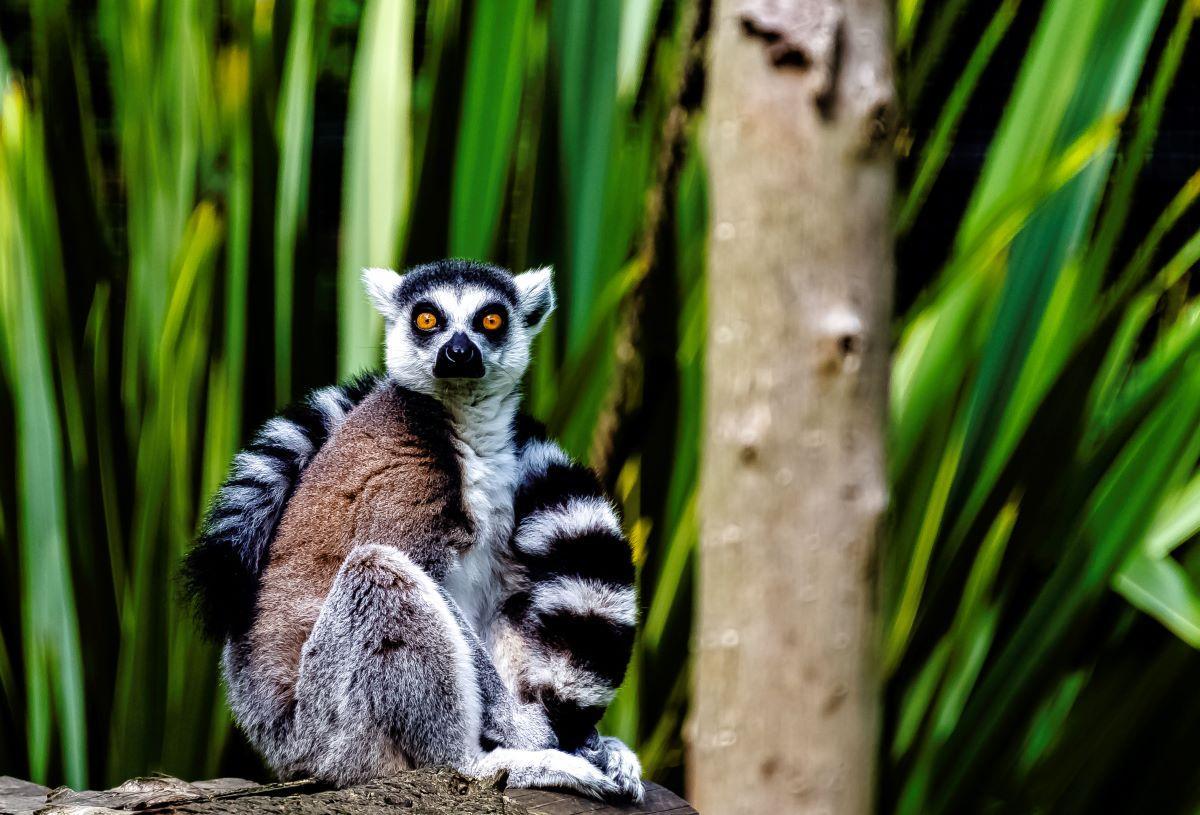Un lèmur de Madagascar