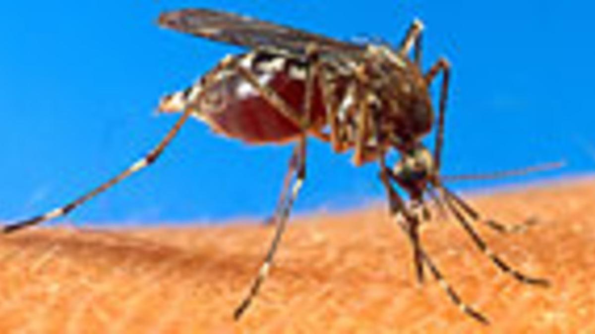 Un mosquito transmisor de la malaria.