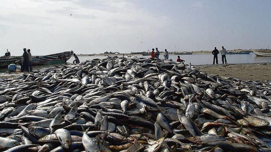 Pescado almacenado en el pueblo mauritano de Nouakchott.