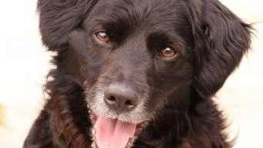 Rufo. Este joven es sociable y obediente, sin miedos ni traumas de ningún tipo. Es alegre y cariñoso. Convive bien con otros perros pero le aburren enseguida. A él lo que le gusta es la gente