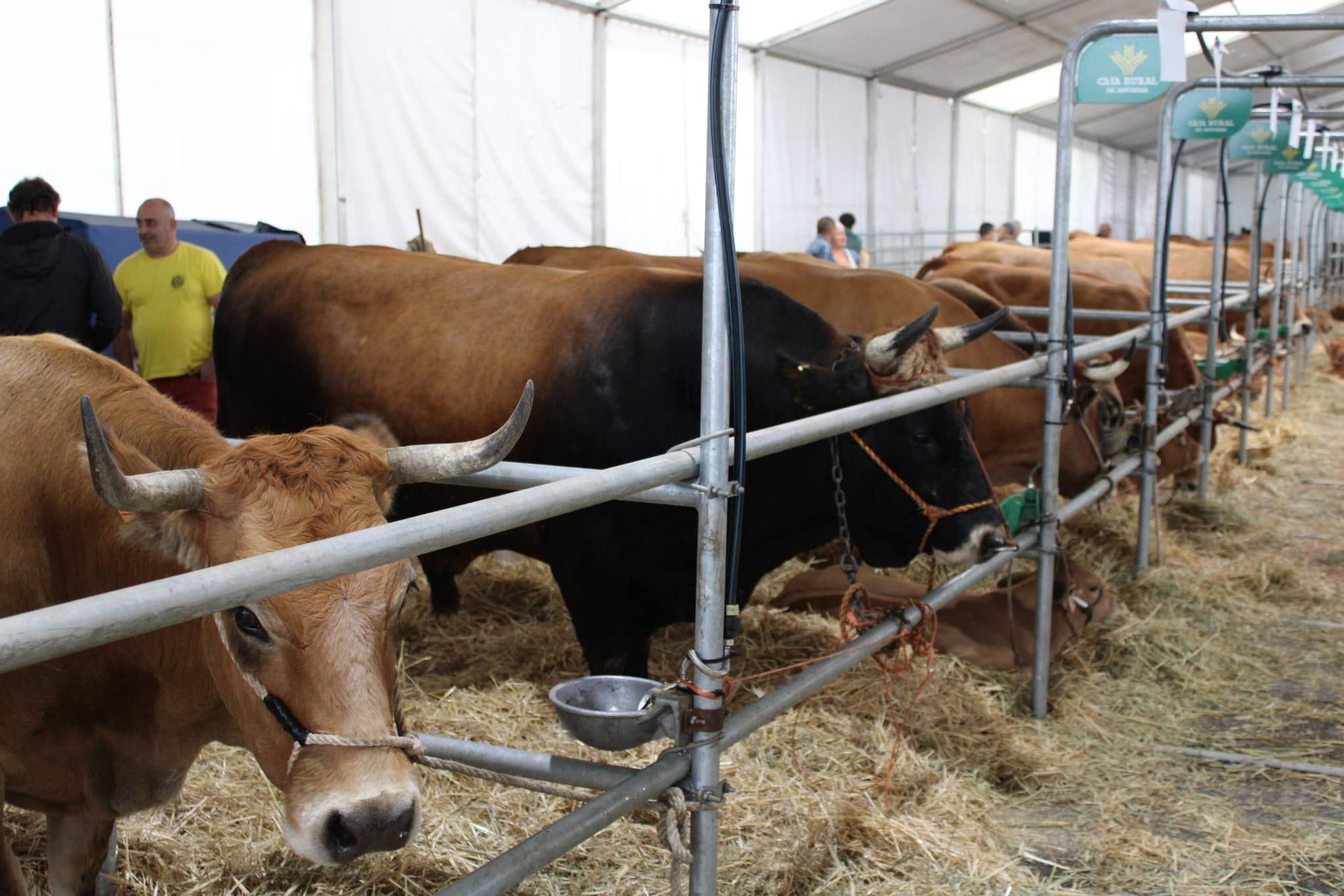 Así es Llangréu Nautral, la feria de las razas autóctonas asturianas que se celebra en pleno centro de Langreo