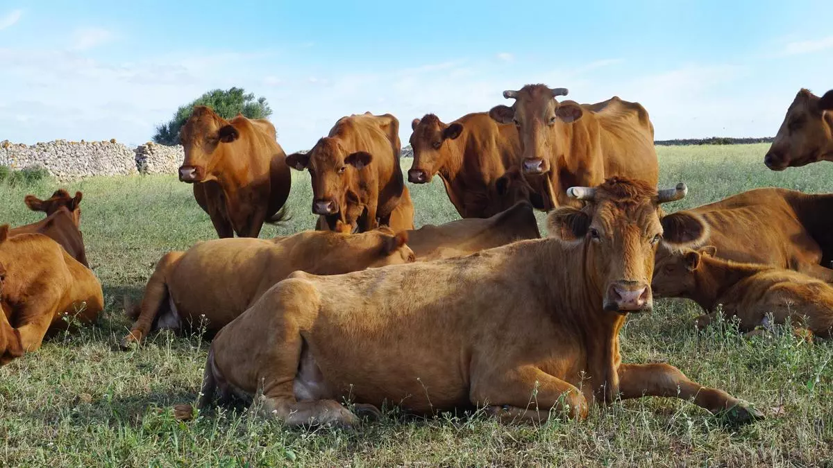 Pánico en las granjas: «La dermatosis puede acabar con las vacas»