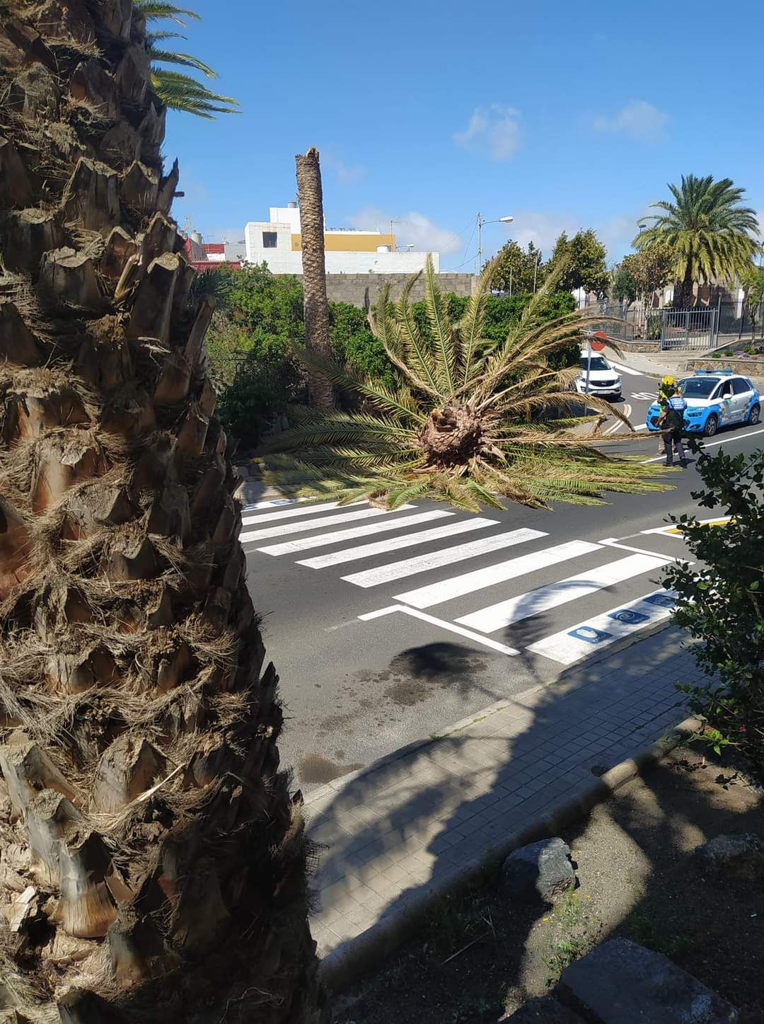 El viento arranca una higuera en el Real Club de Hípica de Bandama y parte una palmera en Ingenio (14/05/2021)