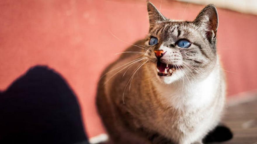 Separarlo de su madre hace más agresivo al gato - Diario de Ibiza