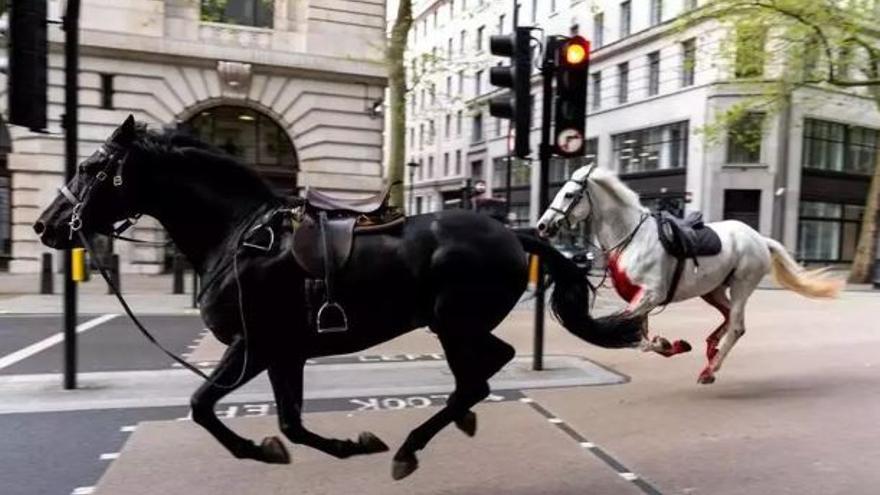 VÍDEO | Diversos cavalls militars sembren el caos al centre de Londres i fereixen a cinc persones