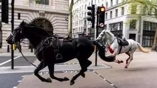 VÍDEO | Diversos cavalls militars sembren el caos al centre de Londres i fereixen a cinc persones