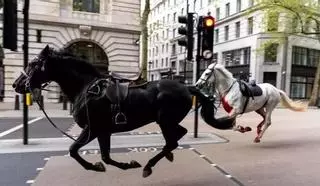 VÍDEO | Diversos cavalls militars sembren el caos al centre de Londres i fereixen a cinc persones