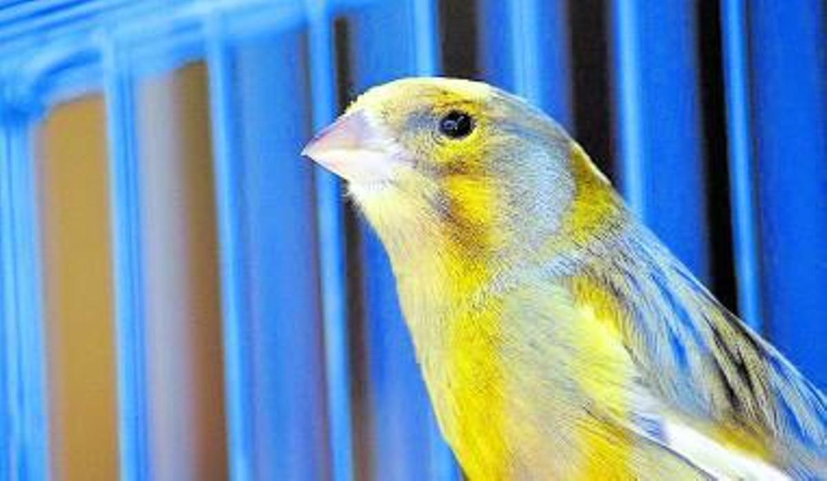 Mi canario es un tenor de nombre Pavarotti