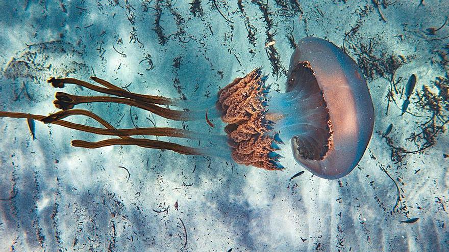 Un metro de medusa en ses Salines