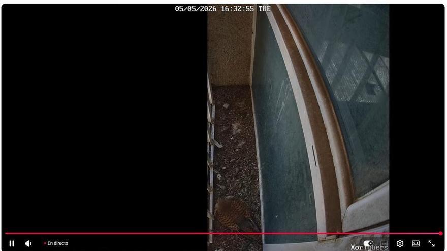 Gran hermano 24 horas: la vida en directo de una pareja de 'xoriguers' del instituto Sa Colomina de Ibiza