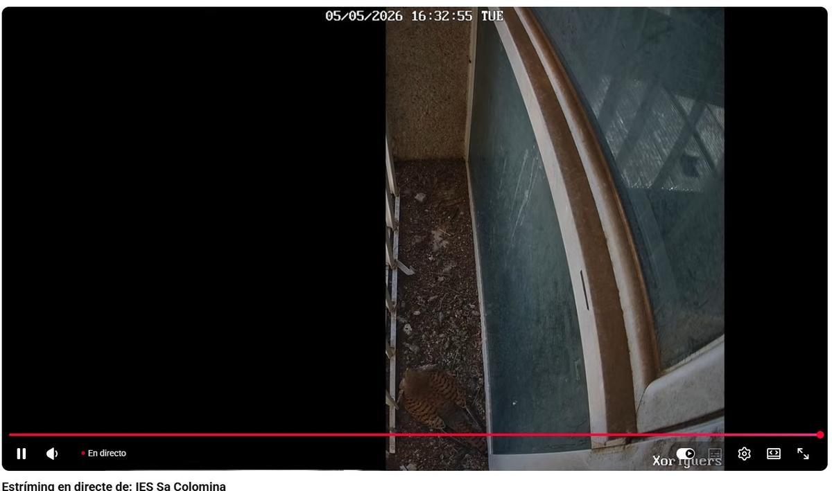 La pareja de cernícalos en el vivo de IES sa Colomina via Youtube