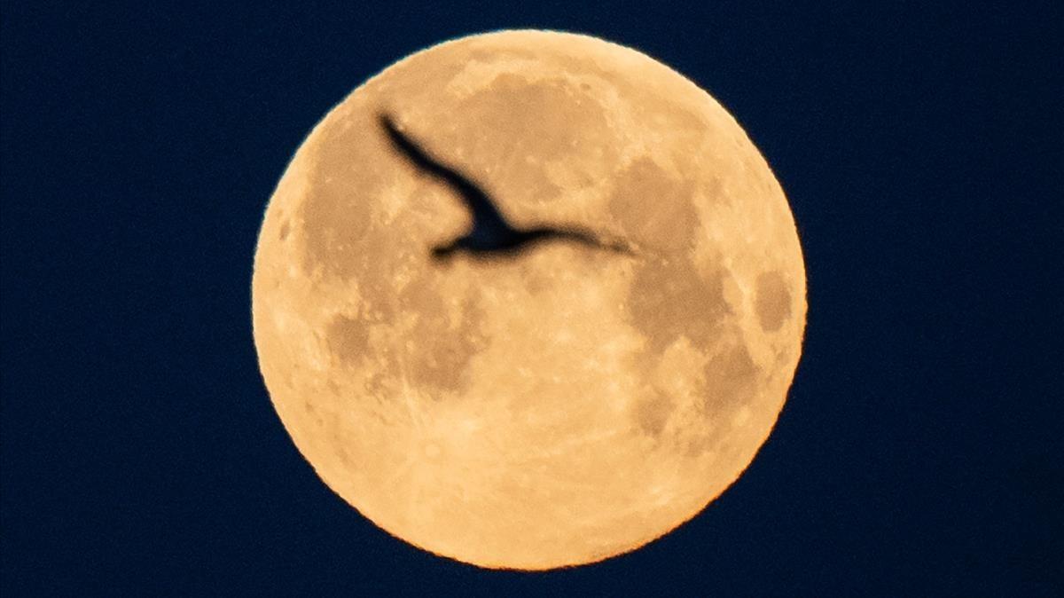 Una gaviota vuela con la superluna rosa de fondo en Lorient, al oeste de Francia, este martes.