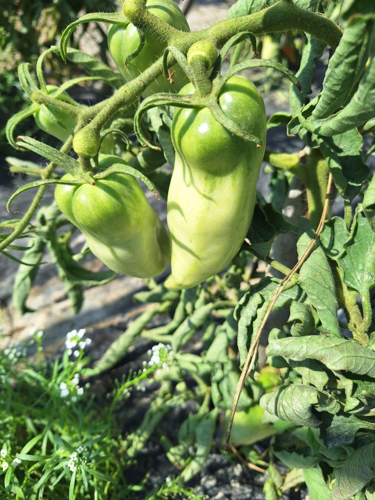 Variedad de tomate en la Estació Experimental Agraria de Llutxent.