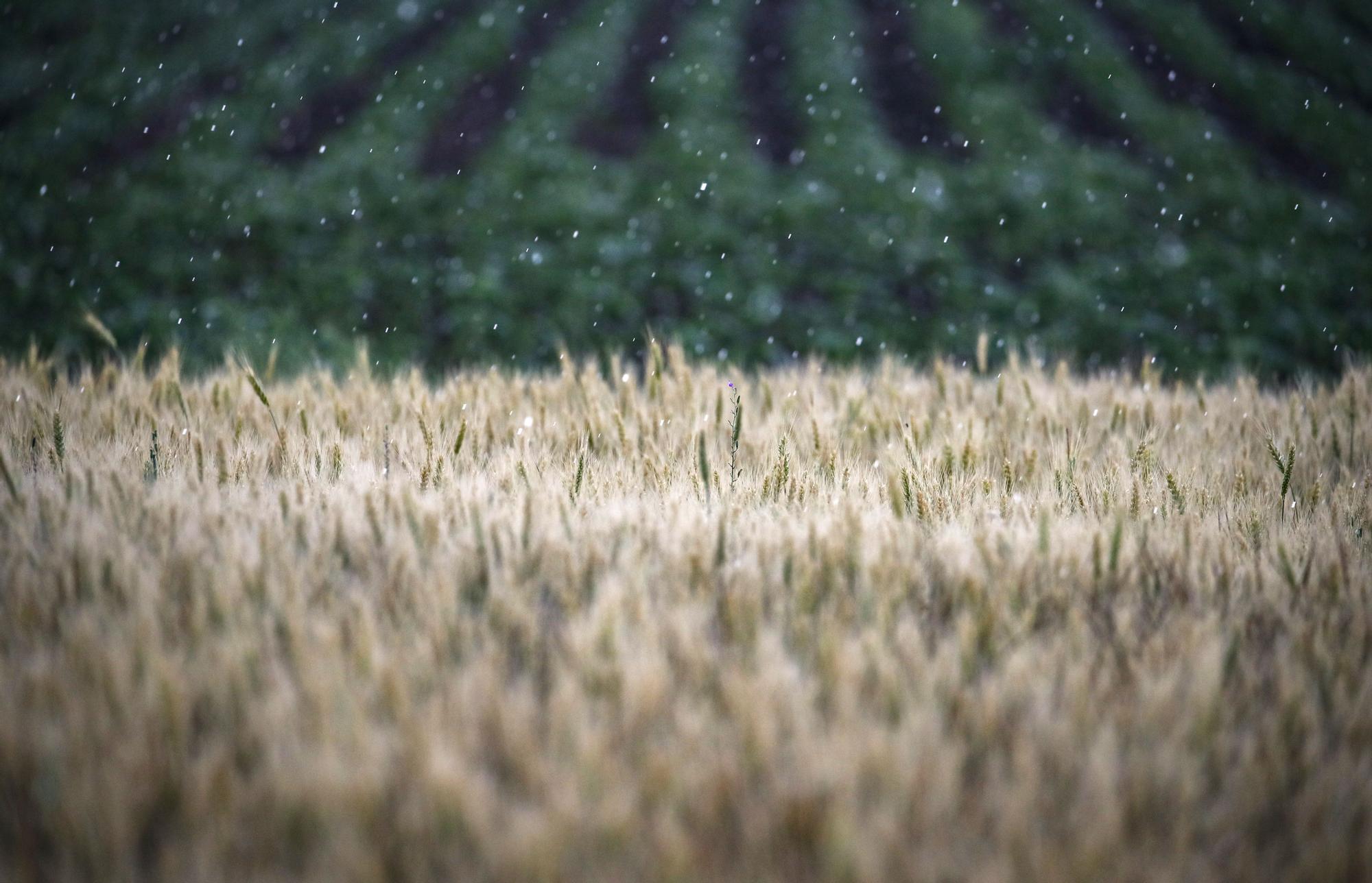 Imagen de campo de trigo en Melitopol Ucrania