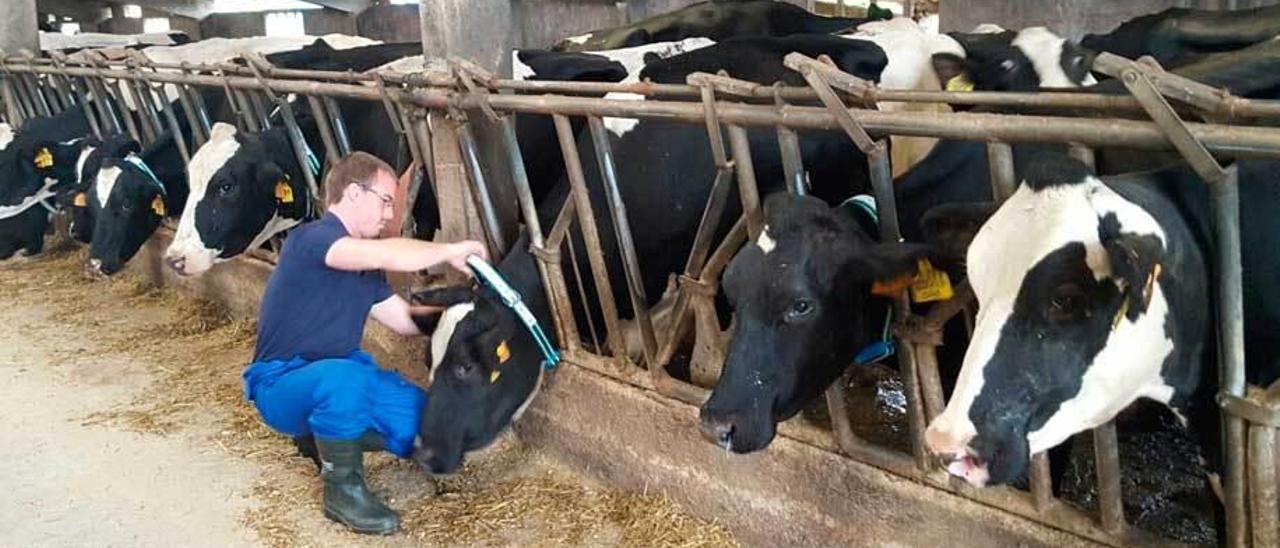 Un técnico del laboratorio coloca un collar a una vaca.