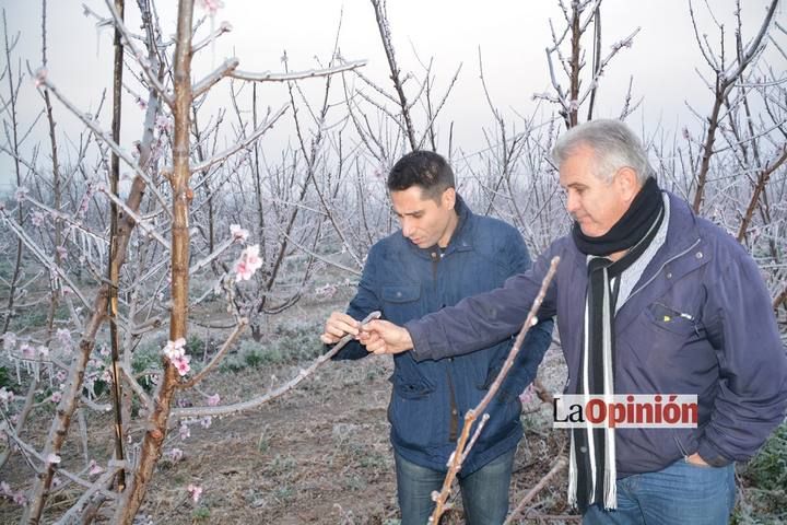 Helada del 17 de febrero de 2016 en Cieza