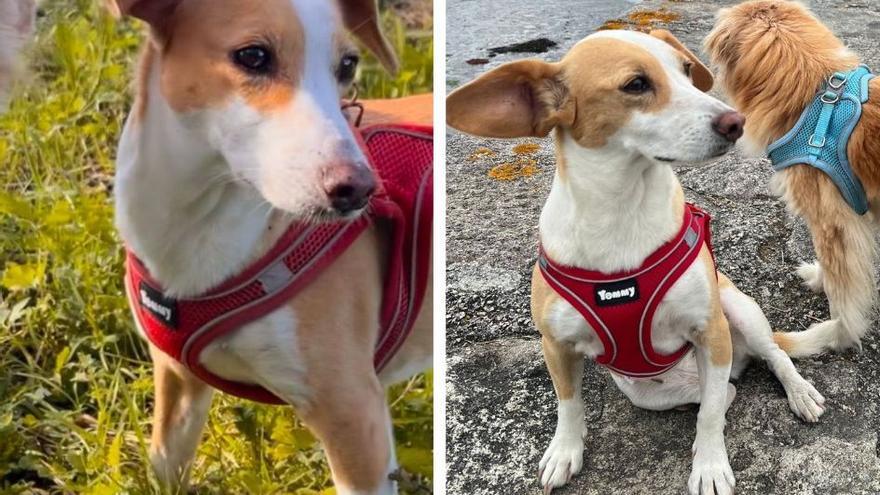 Se busca a Maty: una familia denuncia la desaparición de su perrita en Vilaboa