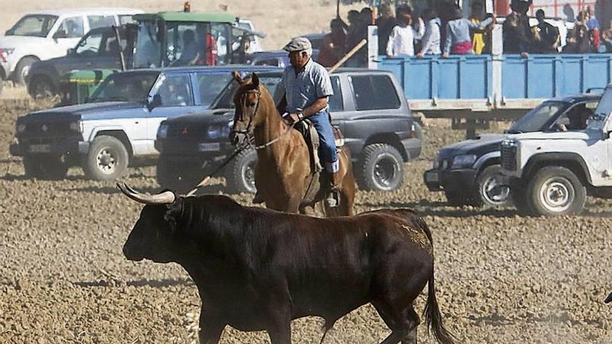 Un astado, en primer plano, durante la pasada edición del encierro de campo.