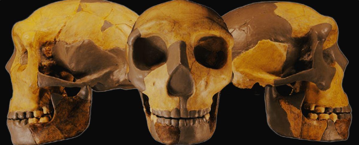 Descobreixen un crani pertanyent a una varietat desconeguda d’homínids