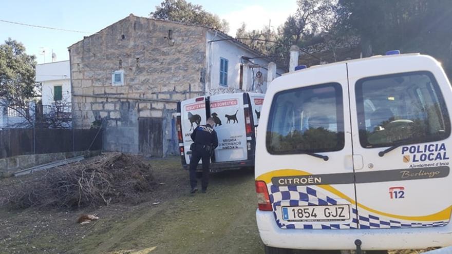 Un policía local de Inca, durante el rescate de las gallinas.