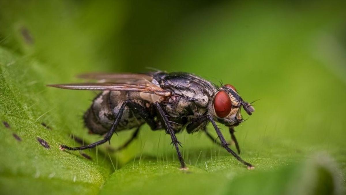 Mosca burrera | Remedios caseros para ahuyentar moscas cojoneras