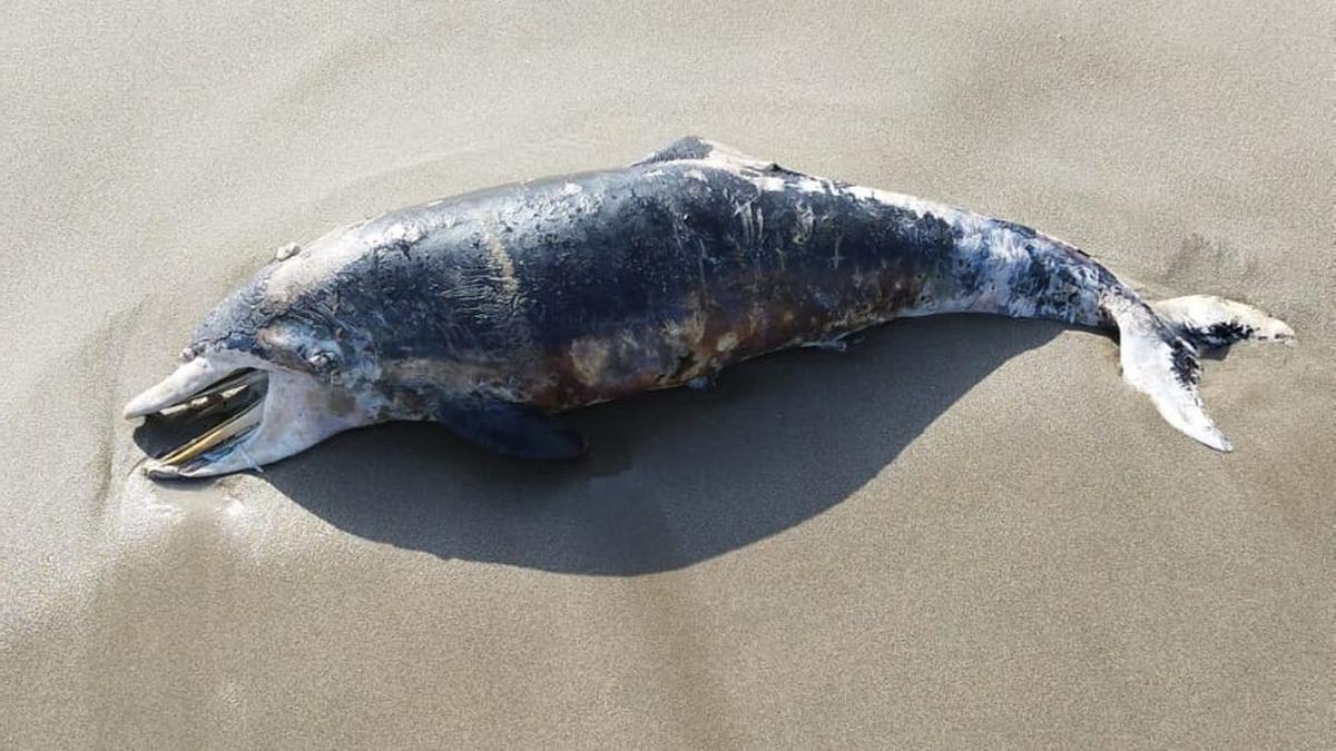 Esta cría de delfín apareció este lunes en una playa de Castelló.
