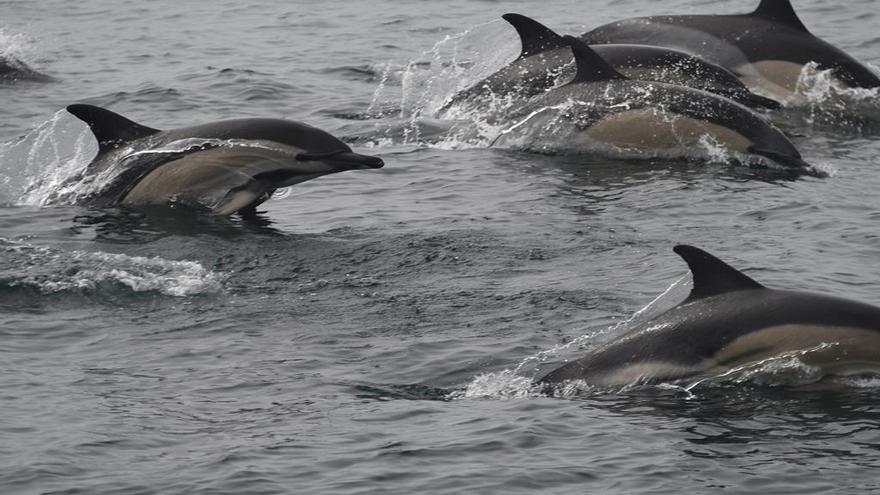Las bateas de mejillón de las rías gallegas proporcionan alimento para los delfines