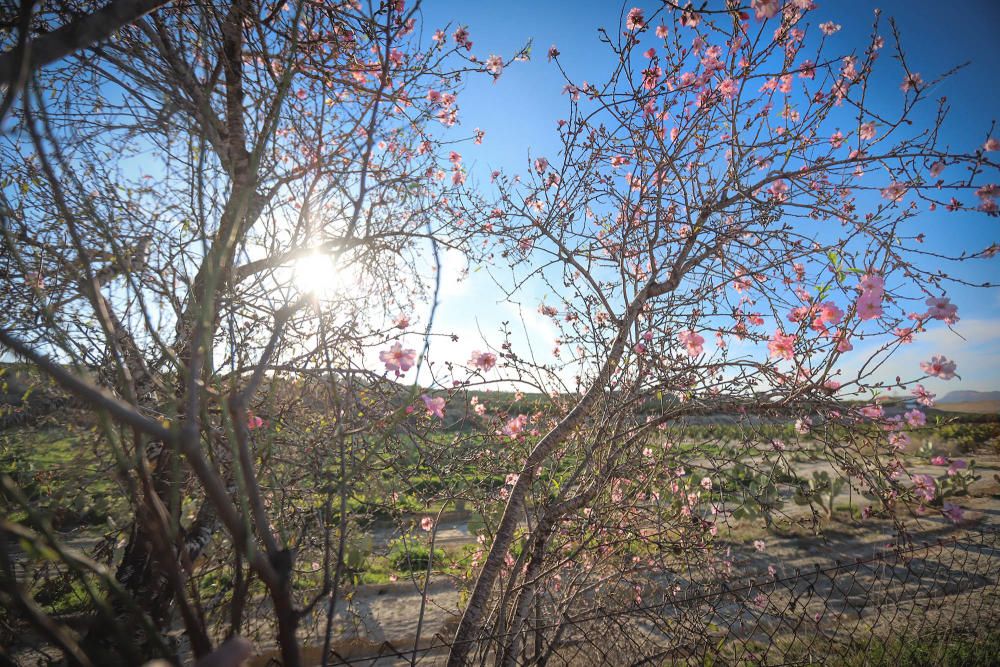 En algunos bancales de secano de la Vega Baja los almendros ya están en flor Es habitual para el caso de la comarca y más este año con lluvia y temperaturas moderadas de los últimos dos meses.