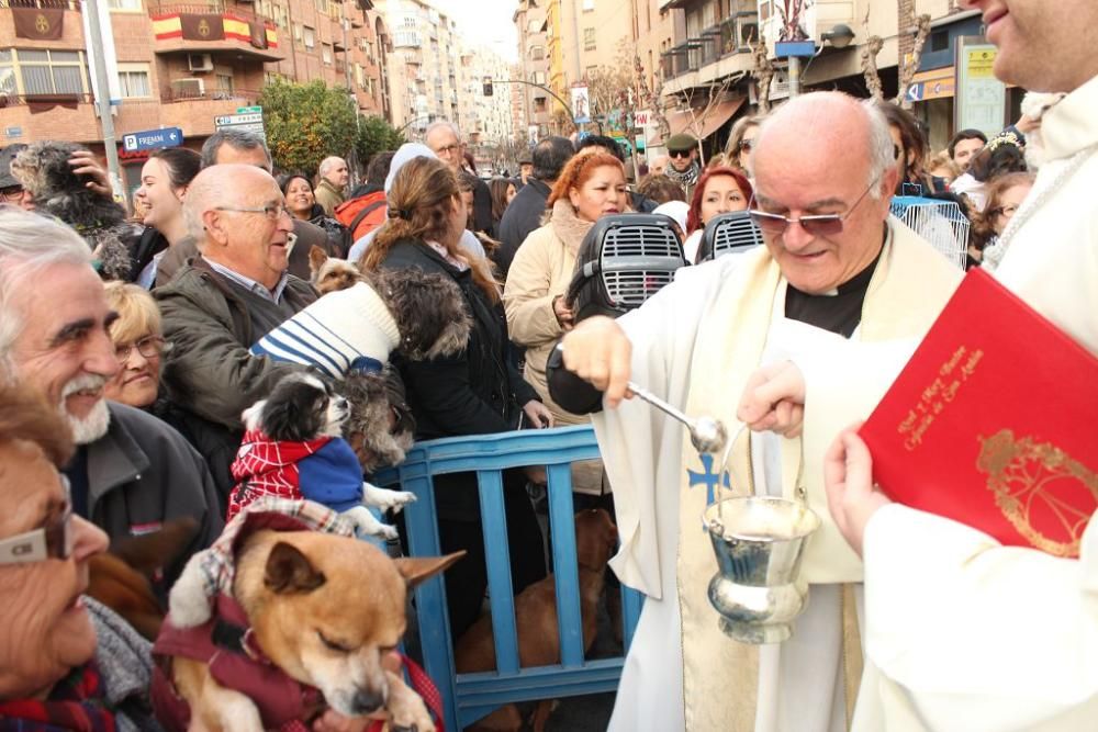 Bendición de San Antón en Murcia