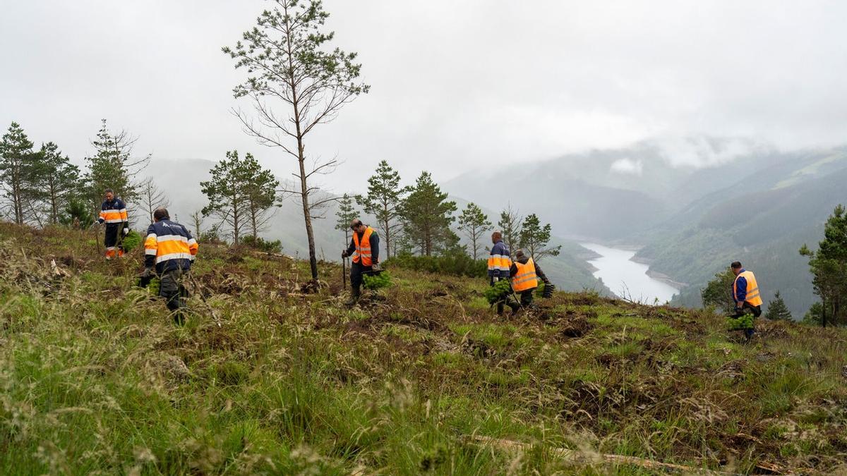 Reforestación en Asturias dentro del proyecto Motor Verde, de Fundación Repsol