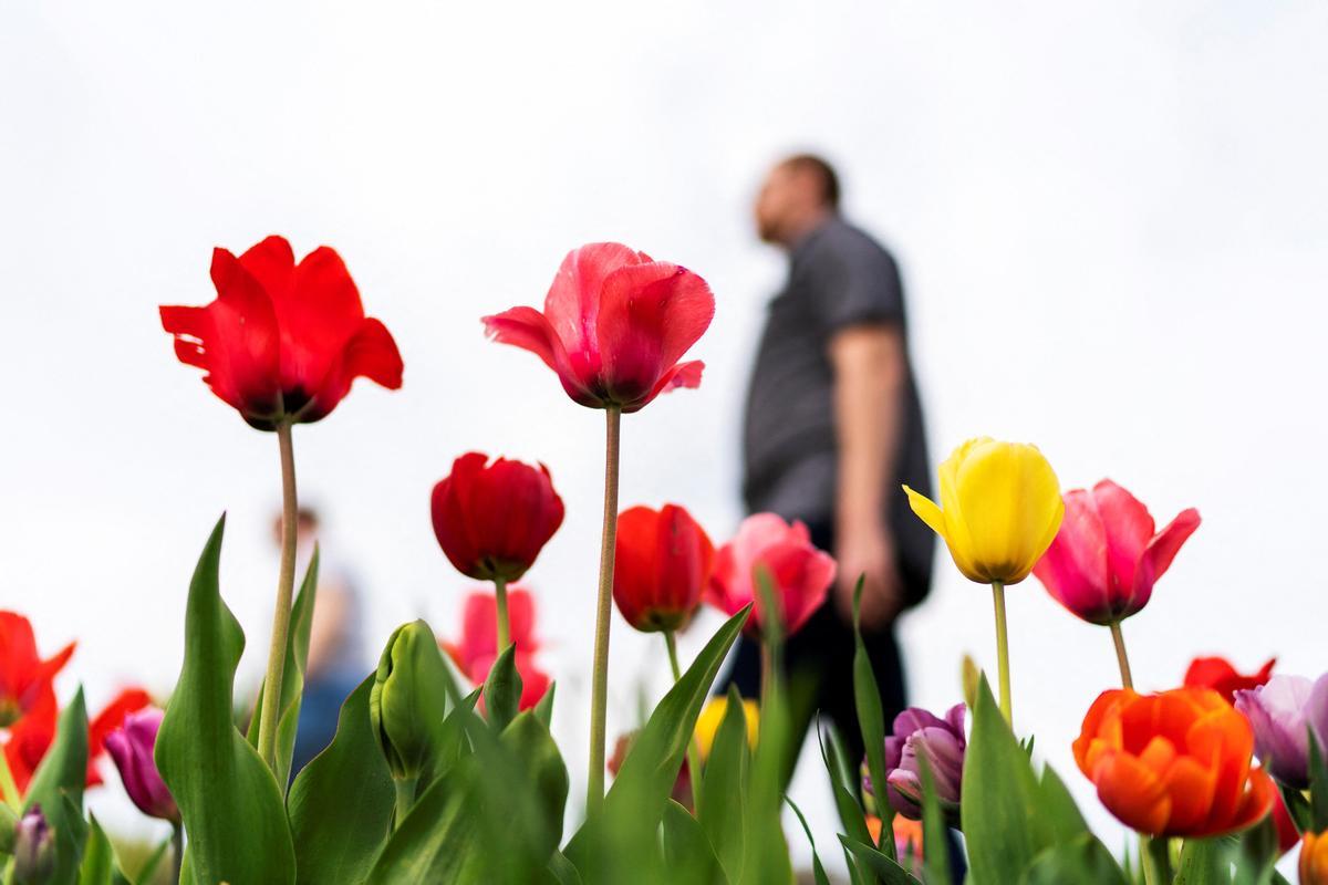 tulipanes 4.jpg