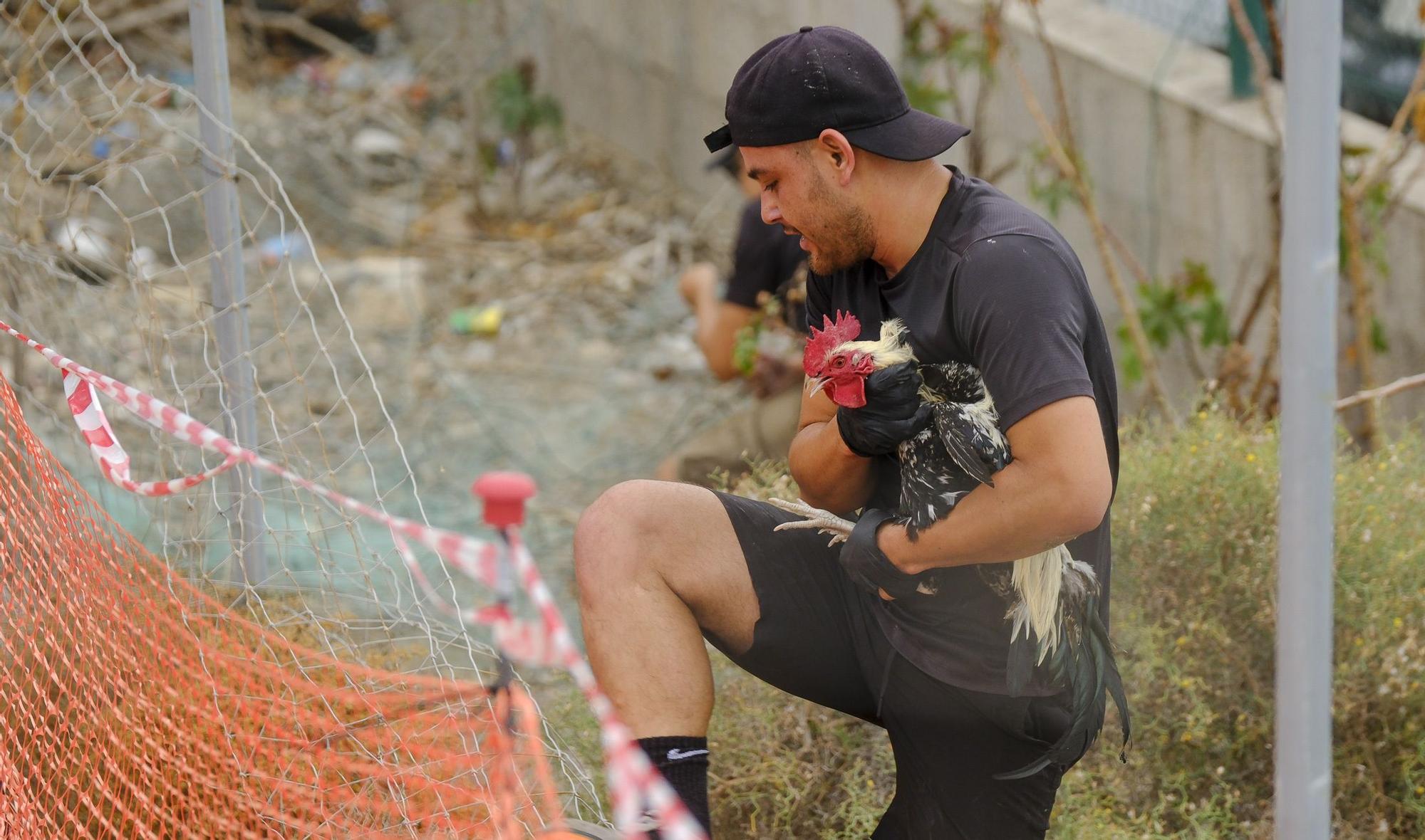 El Ayuntamiento retira los gallos de La Paterna tras varias quejas vecinales y antes de aplicar la desratización