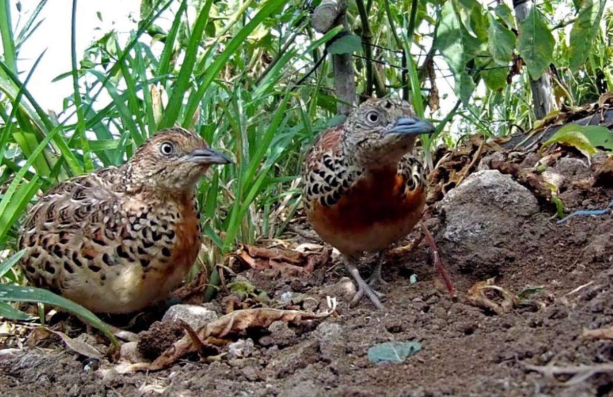 Dos ejemplares de torillo andaluz