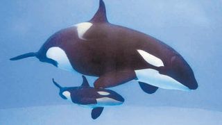 Morgan, la orca que desafió la  muerte y hoy celebra la vida