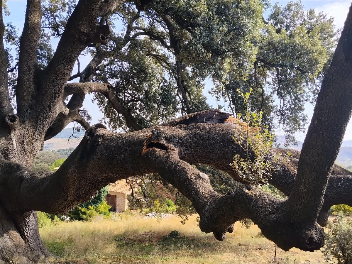 Detalle de la rama fracturada en la carrasca monumental de Culla.