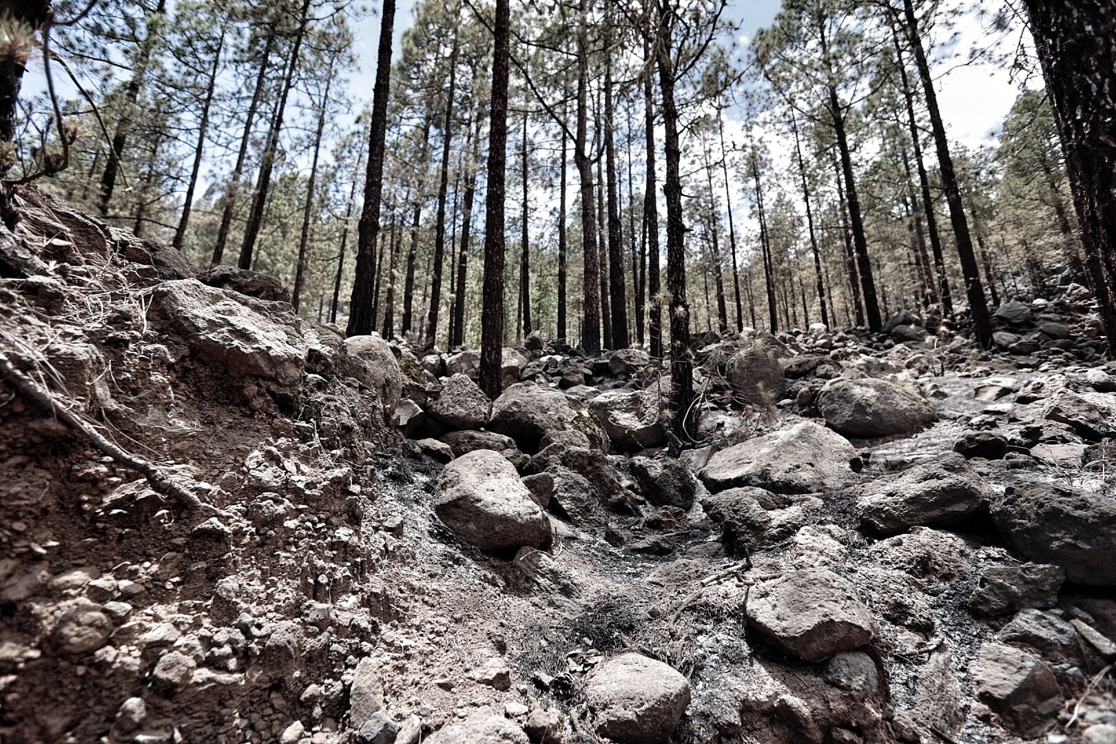 Incendio de Arico