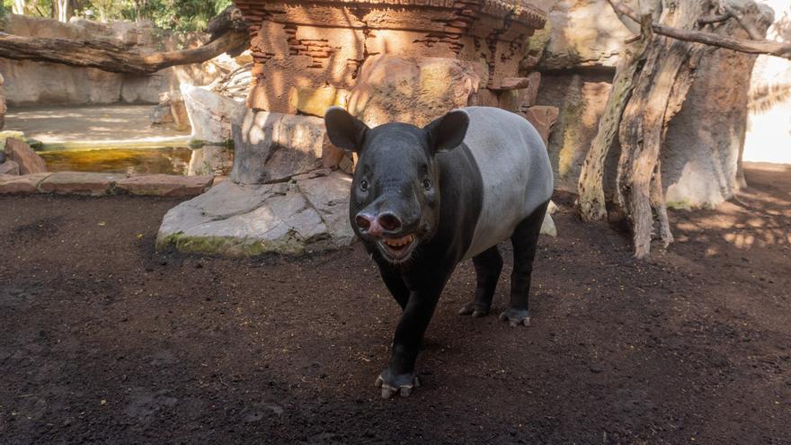 Bioparc Fuengirola da la bienvenida a Mekong, un nuevo macho de tapir malayo