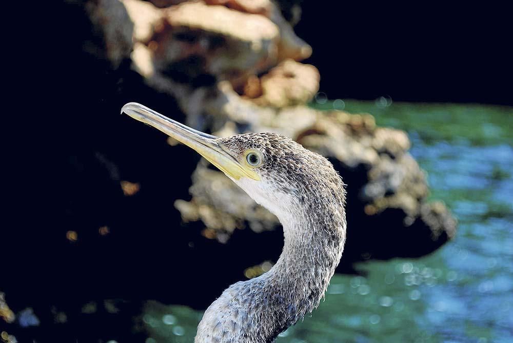 Los cormoranes, los buceadores de los islotes