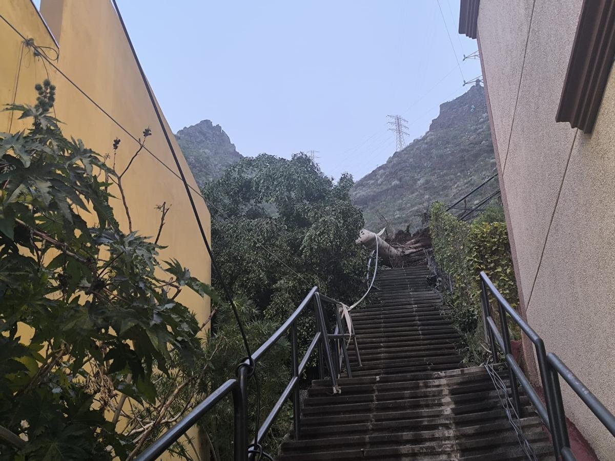 La dana arranca un árbol en Santa Cruz de Tenerife y deja incomunicados a una veintena de vecinos