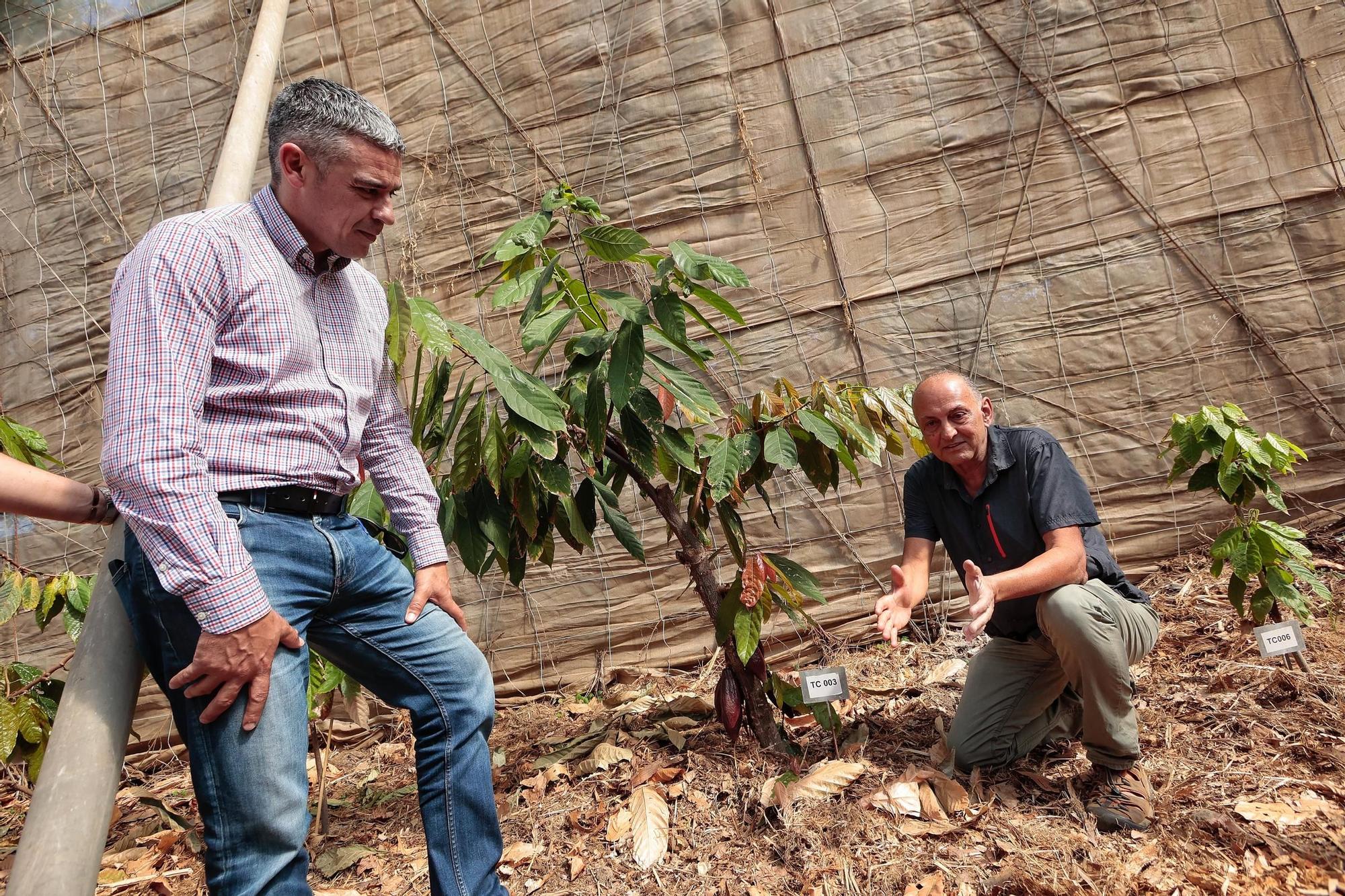 Parcelas destinadas al cultivo de café y cacao de la Finca Los Pajalillos