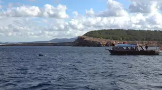 Así han vivido los alumnos del Guillem de Montgrí el avistamiento de delfines en Ibiza