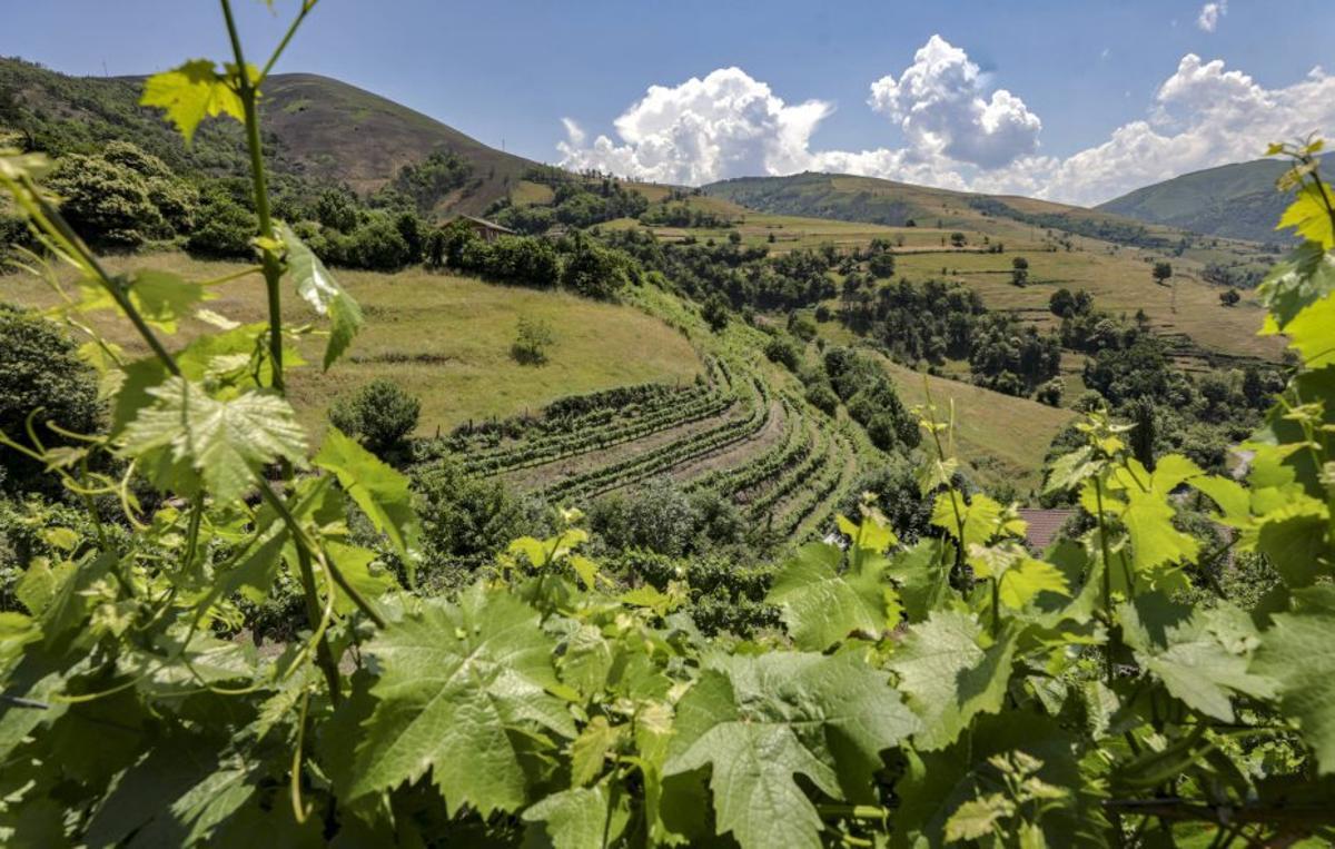 El vino vuelve a una bodega histórica con un desafío pendiente