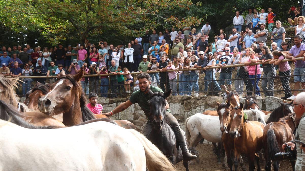 Así se vivió la Rapa das Bestas de Castrove, en el Curro da Escusa